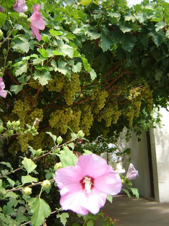 B&B Villa Lucia Mesagne Zewnętrze zdjęcie
